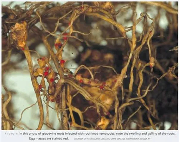 Root-knot nematode