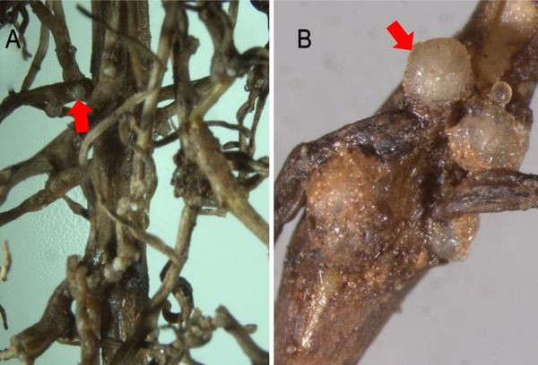 Galled grapevine roots with root-knot nematode egg masses (arrows), Meloidogyne vitis