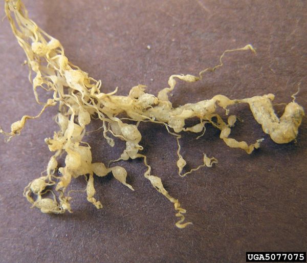 Root-knot nematode galls on a crop root (not grapevine)