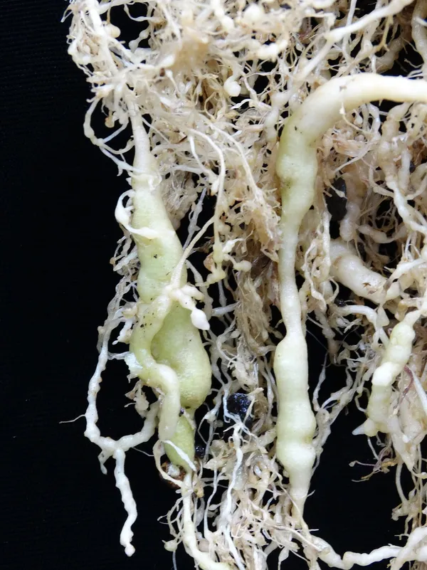 Root-knot nematode