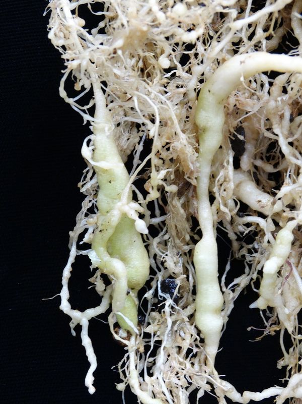 Root-knot nematode galls on tomato roots, shown for comparison (not grapevine)