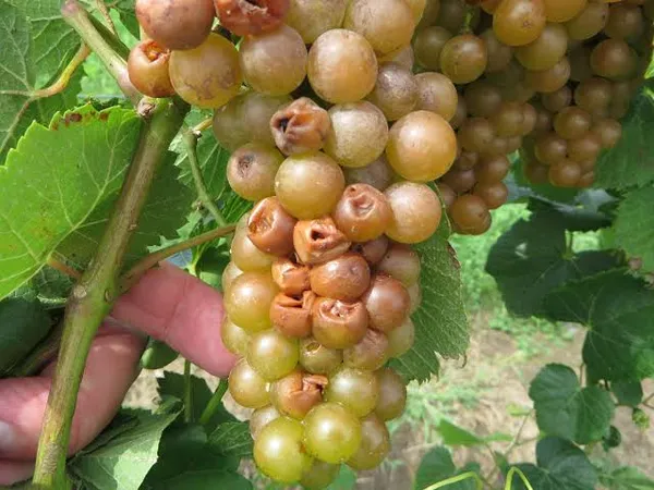 Sour rot