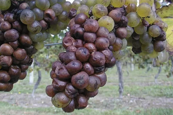 Sour rot