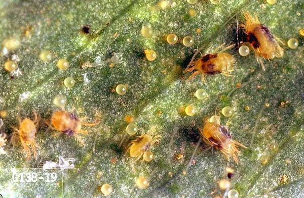 Spider mites