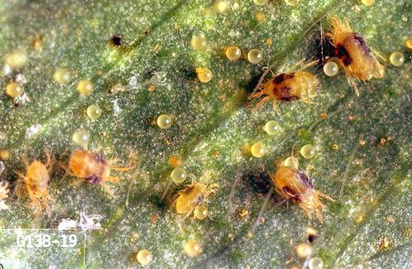 Spider mites (Tetranychus sp.) and their eggs on a leaf surface