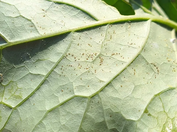 Spider mites