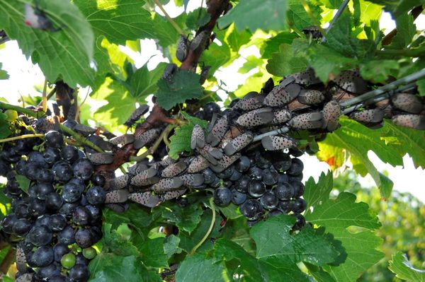 Spotted lanternflies feeding on a grapevine, on the canes and around the clusters