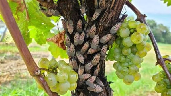 Heavy infestation of adult spotted lanternflies on a grapevine trunk beside ripening clusters