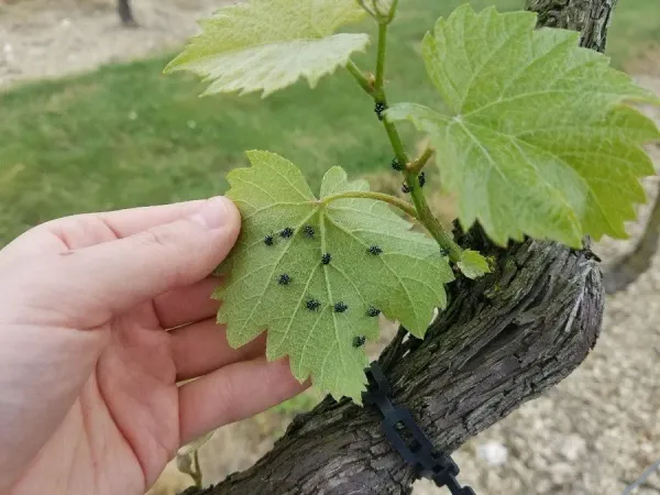 Spotted lanternfly
