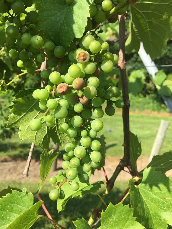 Sunburned green grape berries with brown, sunken patches on the exposed side of a cluster