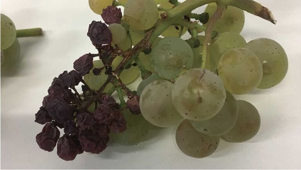 Sunburned Riesling grapes: a cluster with shrivelled, browned berries next to unaffected berries