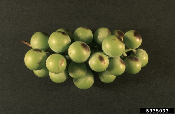 Brown, sunken sunscald patches on the exposed side of green berries