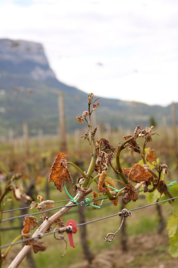 Young shoots browned and collapsed after a spring frost (South Tyrol, April 2016)
