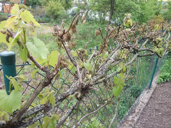 Winter & frost injury