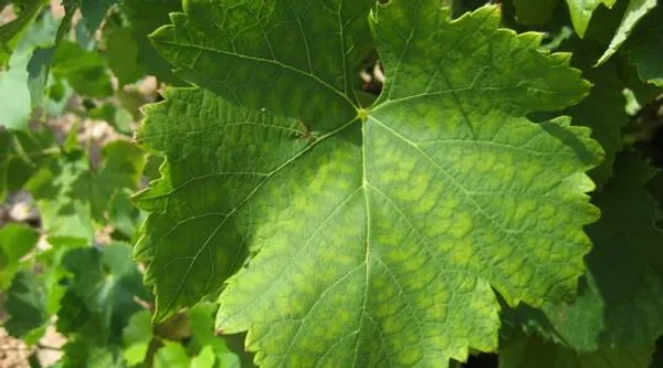Zinc deficiency