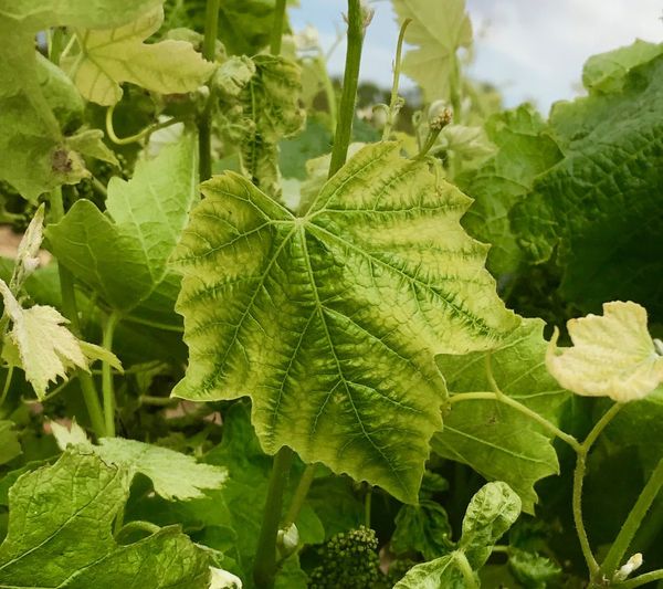 Young grapevine shoot with small, chlorotic, mottled leaves typical of zinc deficiency